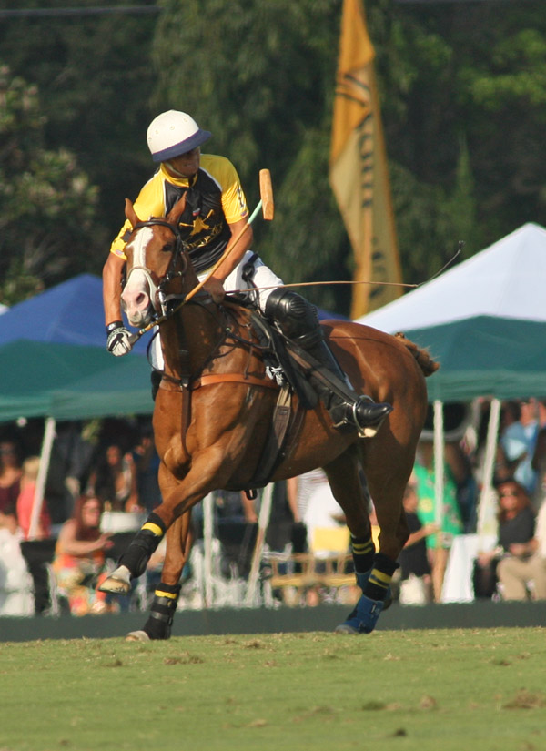 Photos-Lechuza Caracas 8, Faraway 4